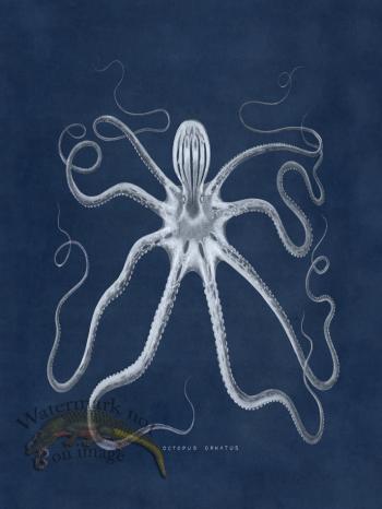 Octopus Blue 18